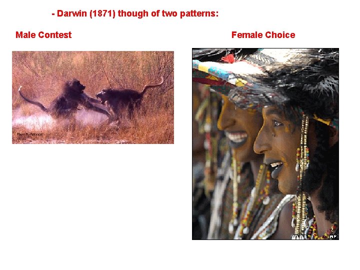 - Darwin (1871) though of two patterns: Male Contest Female Choice 