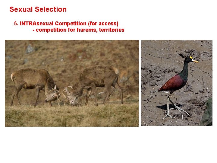 Sexual Selection 5. INTRAsexual Competition (for access) - competition for harems, territories 