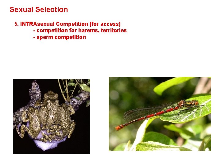 Sexual Selection 5. INTRAsexual Competition (for access) - competition for harems, territories - sperm