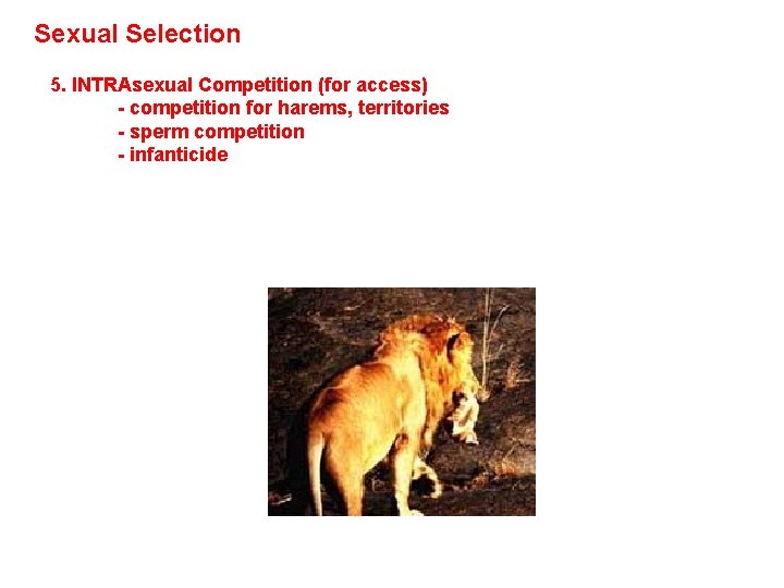 Sexual Selection 5. INTRAsexual Competition (for access) - competition for harems, territories - sperm Sexual Selection 5. INTRAsexual Competition (for access) - competition for harems, territories - sperm