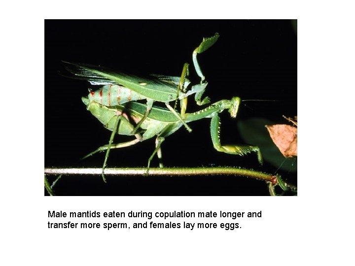 Male mantids eaten during copulation mate longer and transfer more sperm, and females lay