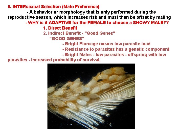 6. INTERsexual Selection (Mate Preference) - A behavior or morphology that is only performed 6. INTERsexual Selection (Mate Preference) - A behavior or morphology that is only performed
