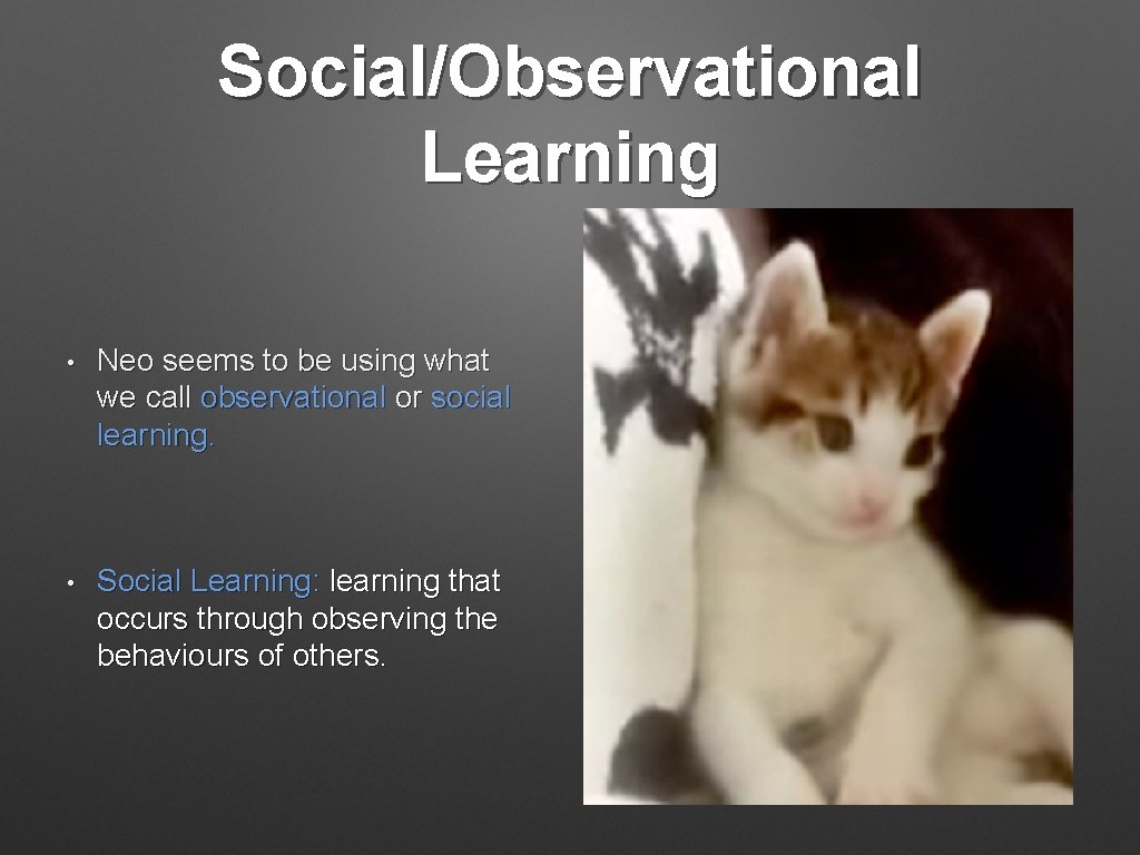 Social/Observational Learning • Neo seems to be using what we call observational or social