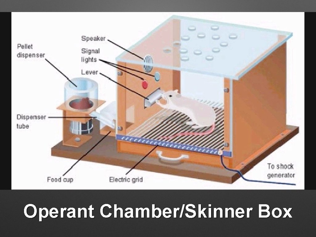 Operant Chamber/Skinner Box 