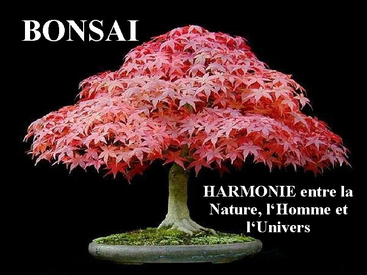 BONSAI HARMONIE entre la Nature, l‘Homme et l‘Univers 