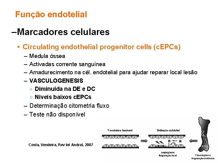 Função endotelial – Marcadores celulares • Circulating endothelial progenitor cells (c. EPCs) – –