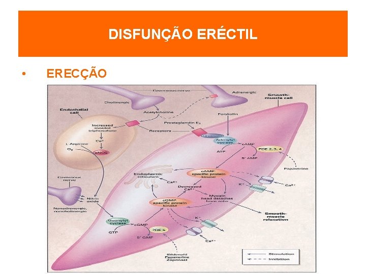 DISFUNÇÃO ERÉCTIL • ERECÇÃO Mecanismos centrais Mecanismos periféricos Prostanoides endógenos – Prostaglandinas E (E