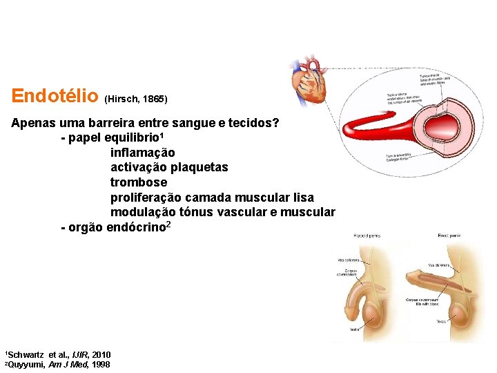 Endotélio (Hirsch, 1865) Apenas uma barreira entre sangue e tecidos? - papel equilibrio 1