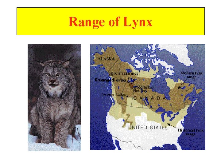 Range of Lynx 