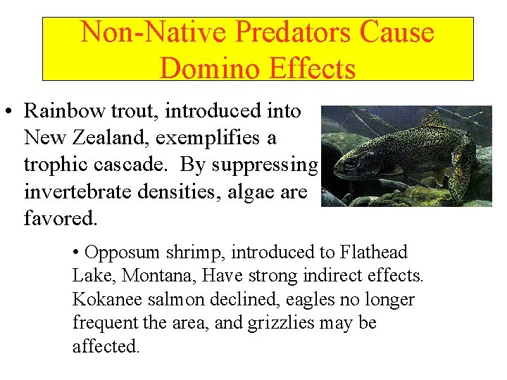 Non-Native Predators Cause Domino Effects • Rainbow trout, introduced into New Zealand, exemplifies a