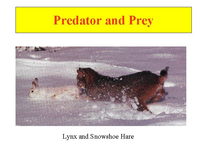 Predator and Prey Lynx and Snowshoe Hare 