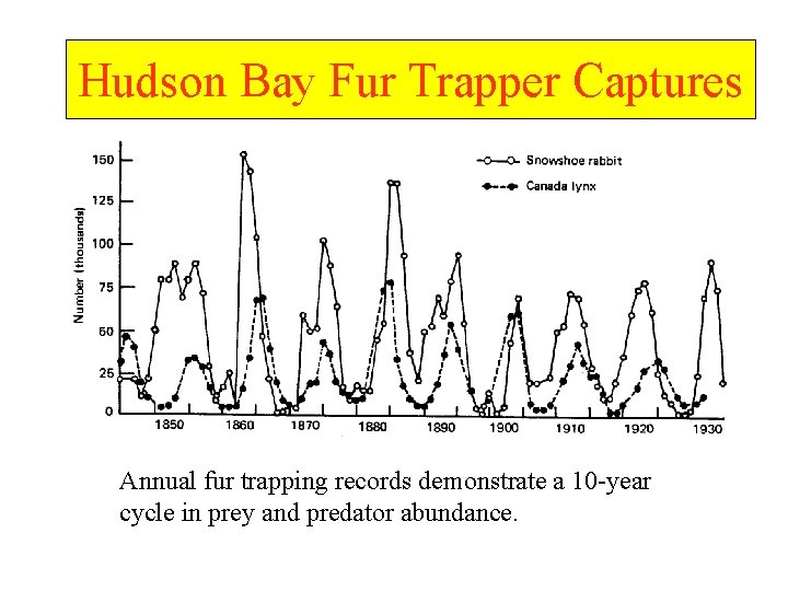 Hudson Bay Fur Trapper Captures Annual fur trapping records demonstrate a 10 -year cycle