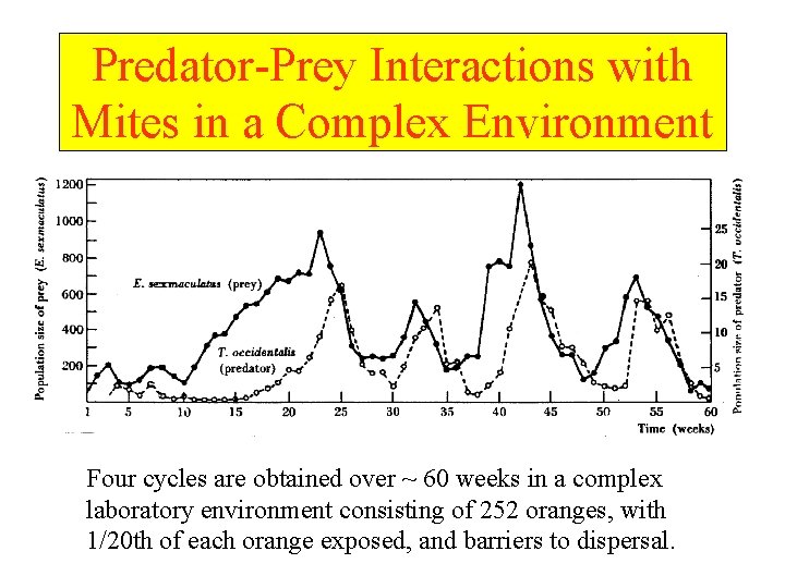 Predator-Prey Interactions with Mites in a Complex Environment Four cycles are obtained over ~