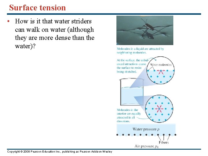 Surface tension • How is it that water striders can walk on water (although