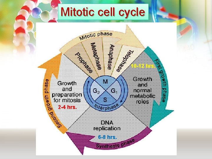 Mitotic cell cycle 10 -12 hrs. 2 -4 hrs. 6 -8 hrs. Mitotic cell cycle 10 -12 hrs. 2 -4 hrs. 6 -8 hrs.