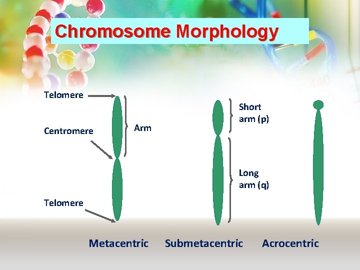 Chromosome Morphology Telomere Centromere Arm Short arm (p) Long arm (q) Telomere Metacentric Submetacentric Chromosome Morphology Telomere Centromere Arm Short arm (p) Long arm (q) Telomere Metacentric Submetacentric
