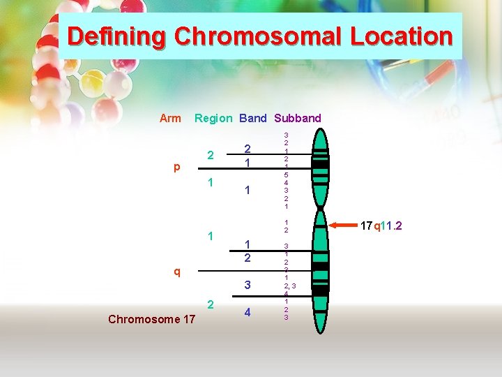 Defining Chromosomal Location Arm Region Band Subband p 2 1 1 1 2 q Defining Chromosomal Location Arm Region Band Subband p 2 1 1 1 2 q