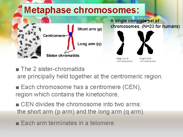 Metaphase chromosomes: A single complete set of chromosomes. (N=23 for humans) ■ The 2 Metaphase chromosomes: A single complete set of chromosomes. (N=23 for humans) ■ The 2