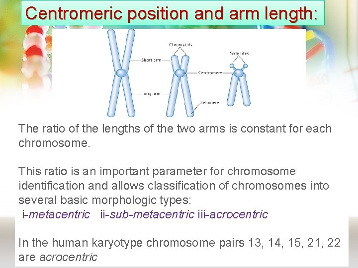 Centromeric position and arm length: The ratio of the lengths of the two arms Centromeric position and arm length: The ratio of the lengths of the two arms