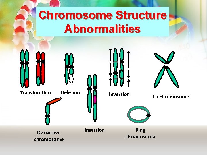 Chromosome Structure Abnormalities Translocation Deletion Derivative chromosome Inversion Insertion Isochromosome Ring chromosome Chromosome Structure Abnormalities Translocation Deletion Derivative chromosome Inversion Insertion Isochromosome Ring chromosome
