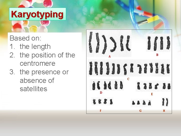 Karyotyping Based on: 1. the length 2. the position of the centromere 3. the Karyotyping Based on: 1. the length 2. the position of the centromere 3. the