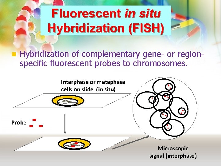 Fluorescent in situ Hybridization (FISH) n Hybridization of complementary gene- or regionspecific fluorescent probes Fluorescent in situ Hybridization (FISH) n Hybridization of complementary gene- or regionspecific fluorescent probes