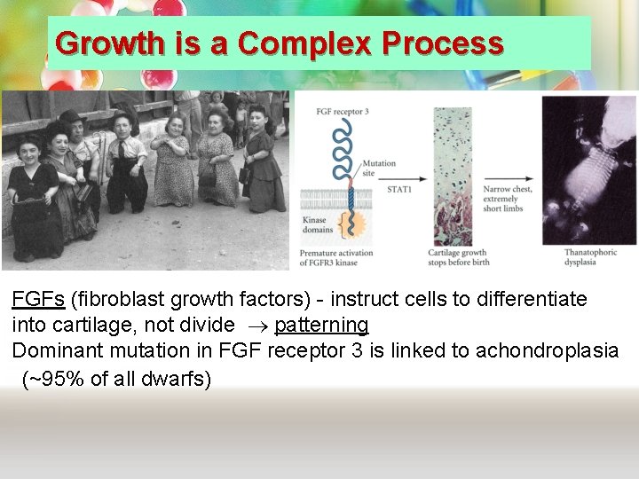 Growth is a Complex Process FGFs (fibroblast growth factors) - instruct cells to differentiate Growth is a Complex Process FGFs (fibroblast growth factors) - instruct cells to differentiate