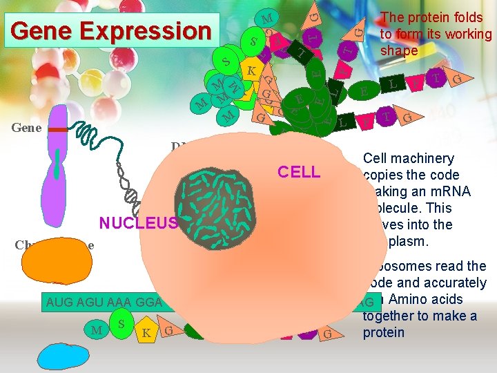 G G T FG S T FL T Gene Expression E F T LL G G T FG S T FL T Gene Expression E F T LL