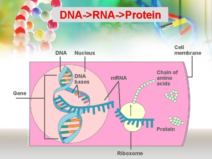 DNA->RNA->Protein DNA Cell membrane Nucleus DNA bases m. RNA Chain of amino acids Gene DNA->RNA->Protein DNA Cell membrane Nucleus DNA bases m. RNA Chain of amino acids Gene