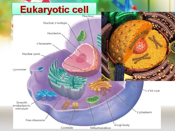 Eukaryotic cell Eukaryotic cell