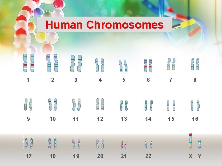 Human Chromosomes 1 2 3 4 5 6 7 8 9 10 11 12 Human Chromosomes 1 2 3 4 5 6 7 8 9 10 11 12