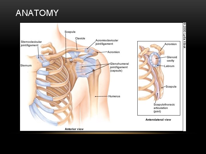 ANATOMY 