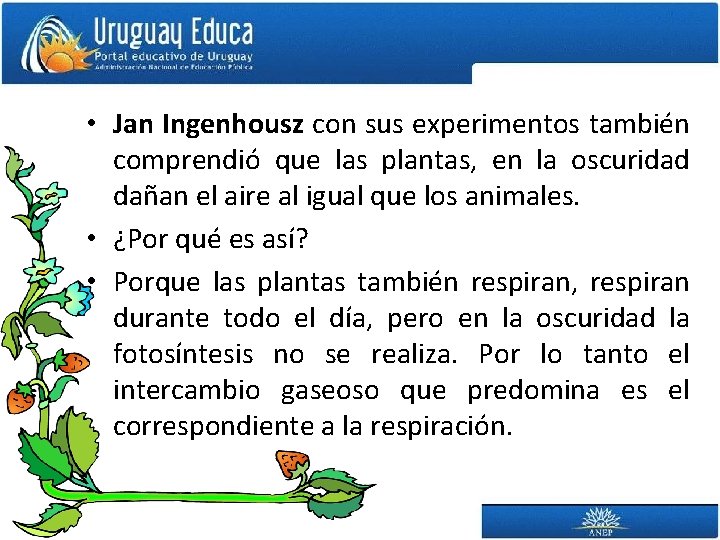  • Jan Ingenhousz con sus experimentos también comprendió que las plantas, en la