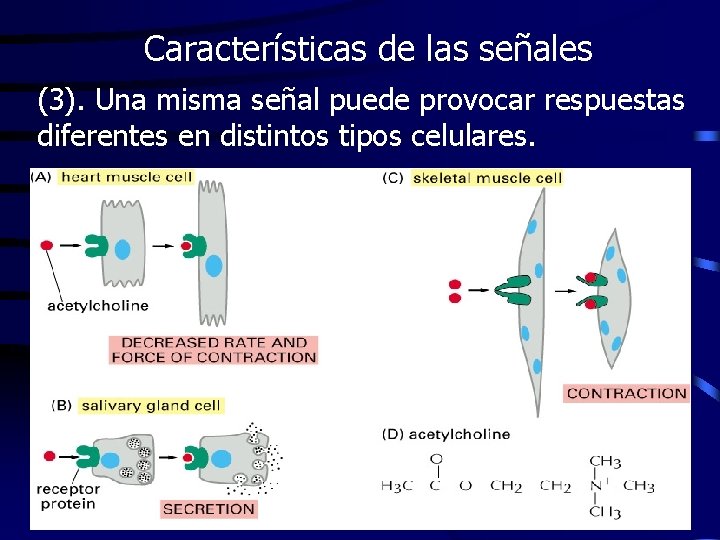 Características de las señales (3). Una misma señal puede provocar respuestas diferentes en distintos