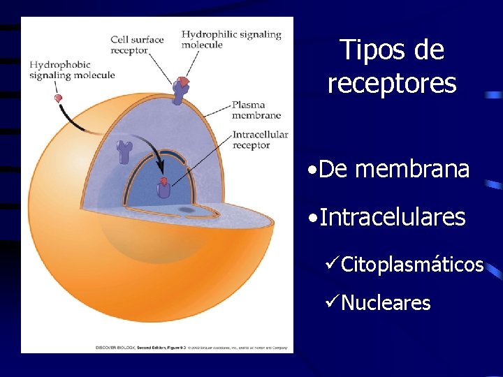 Tipos de receptores • De membrana • Intracelulares üCitoplasmáticos üNucleares 