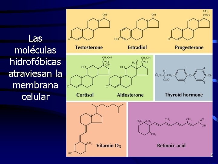 Las moléculas hidrofóbicas atraviesan la membrana celular 