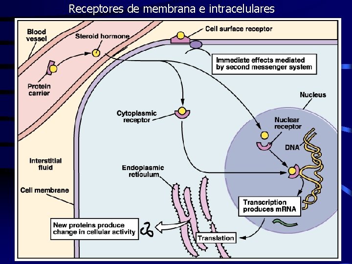 Receptores de membrana e intracelulares 