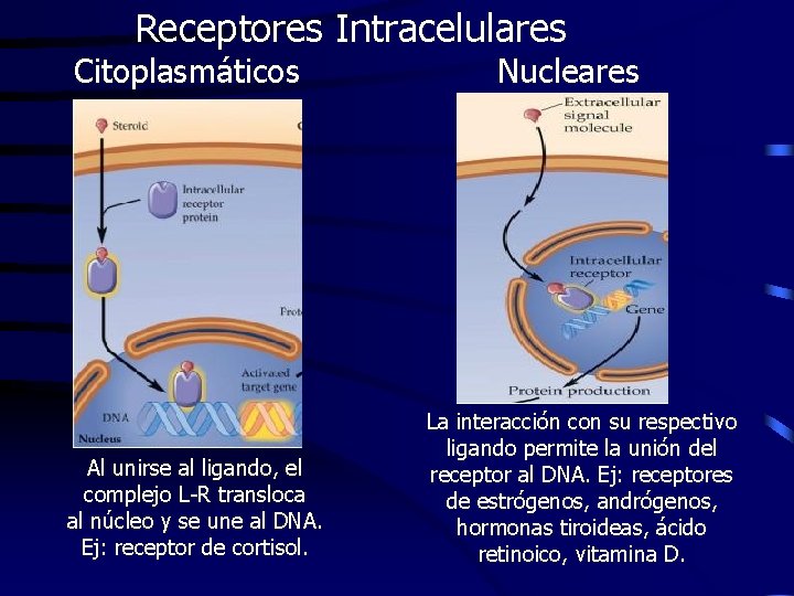 Receptores Intracelulares Citoplasmáticos Al unirse al ligando, el complejo L-R transloca al núcleo y