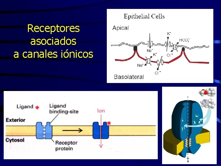 Receptores asociados a canales iónicos 