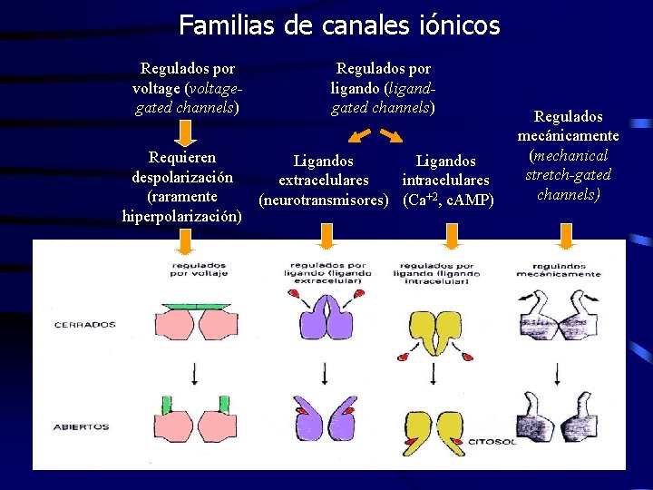 Familias de canales iónicos Regulados por voltage (voltagegated channels) Requieren despolarización (raramente hiperpolarización) Regulados