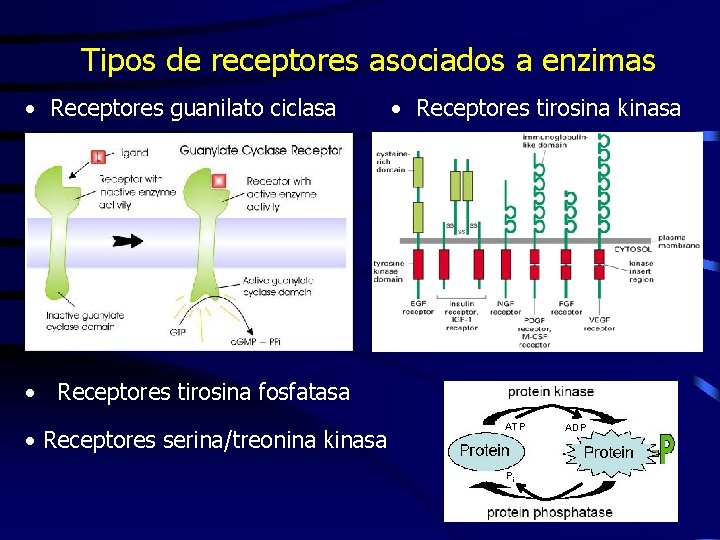 Tipos de receptores asociados a enzimas • Receptores guanilato ciclasa • Receptores tirosina kinasa