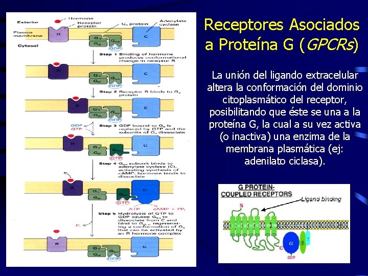 Receptores Asociados a Proteína G (GPCRs) La unión del ligando extracelular altera la conformación
