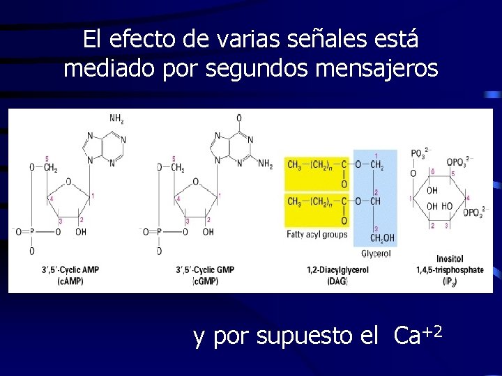 El efecto de varias señales está mediado por segundos mensajeros y por supuesto el