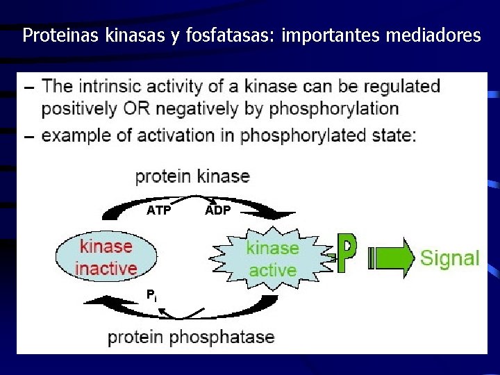 Proteinas kinasas y fosfatasas: importantes mediadores ATP Pi ADP 