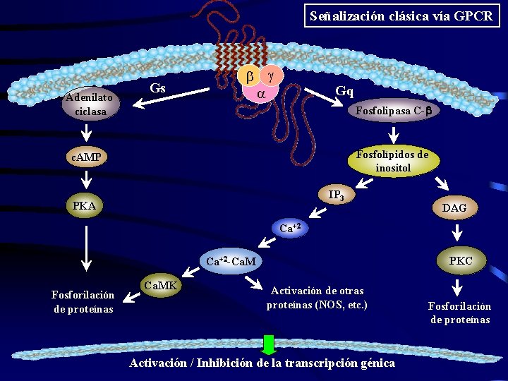 Señalización clásica vía GPCR Adenilato ciclasa Gs b g Gq a Fosfolipasa C-b Fosfolípidos