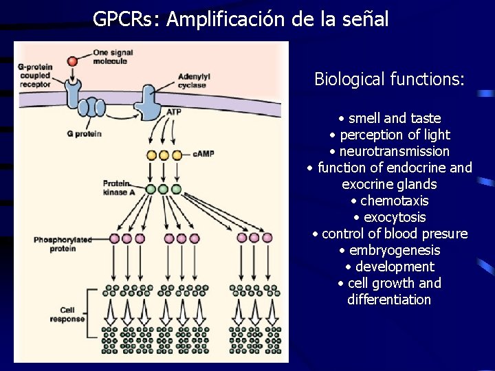 GPCRs: Amplificación de la señal Biological functions: • smell and taste • perception of