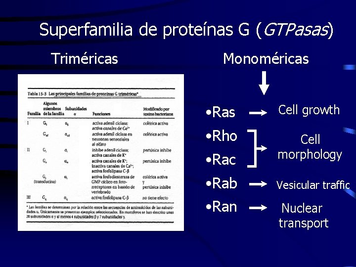 Superfamilia de proteínas G (GTPasas) Triméricas Monoméricas • Ras Cell growth • Rho Cell