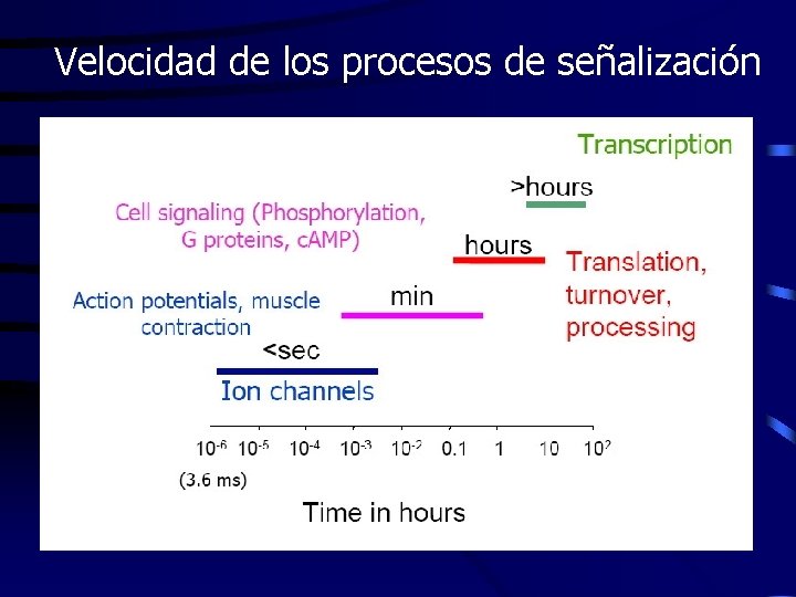 Velocidad de los procesos de señalización 