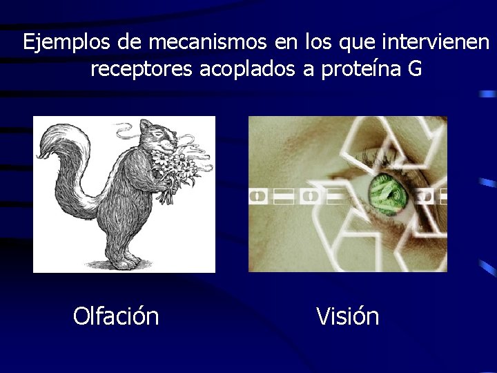 Ejemplos de mecanismos en los que intervienen receptores acoplados a proteína G Olfación Visión