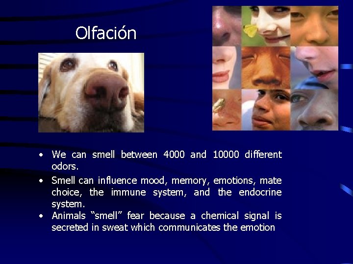 Olfación • We can smell between 4000 and 10000 different odors. • Smell can